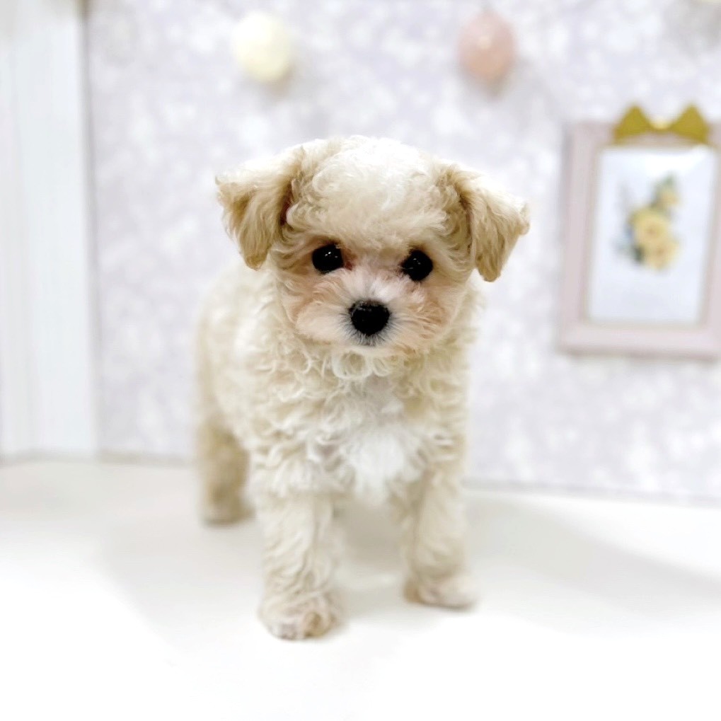 富山県のマルプー(マルチーズ×プードル) (犬の家＆猫の里アミーゴ高岡蓮花寺店/2026年3月5日生まれ/女の子/クリームホワイト)の子犬の2枚目の画像