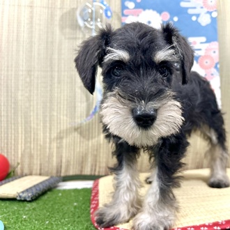 神奈川県のミニチュアシュナウザー (犬の家＆猫の里小田原店/2026年3月5日生まれ/男の子/ブラックシルバー)の子犬の2枚目の画像
