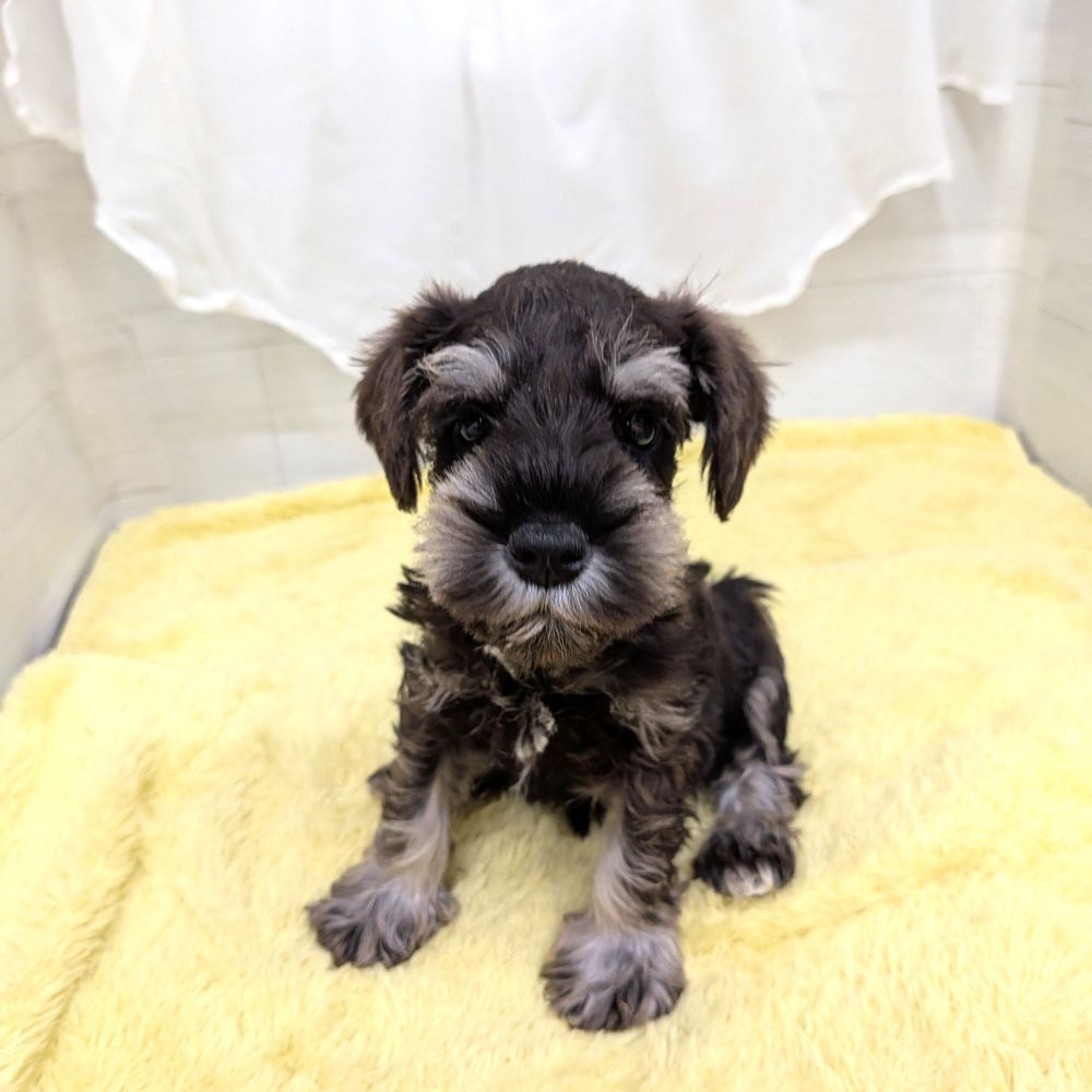 愛知県のミニチュアシュナウザー (犬の家＆猫の里碧南店/2026年3月5日生まれ/男の子/ソルトペッパー)の子犬の1枚目の画像