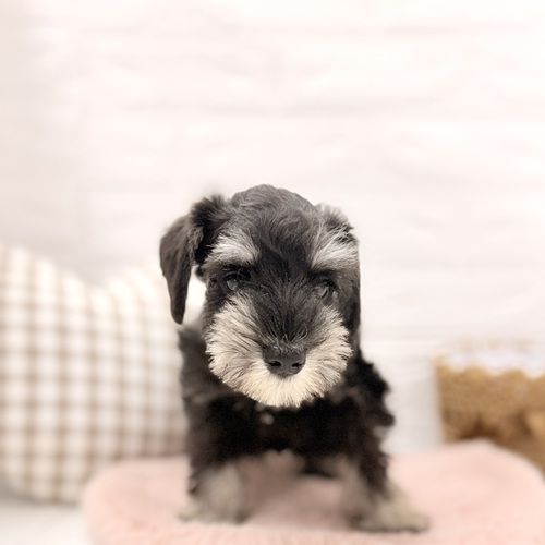 愛知県のミニチュアシュナウザー (犬の家＆猫の里豊川インター店/2026年3月5日生まれ/女の子/ブラックシルバー)の子犬の2枚目の画像