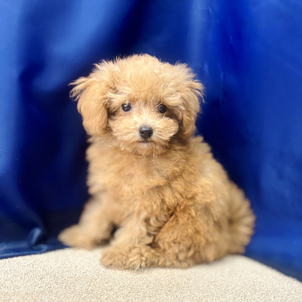 岐阜県のトイプードル(タイニー) (犬の家＆猫の里中津川店/2026年3月7日生まれ/男の子/オレンジフォーン)の子犬