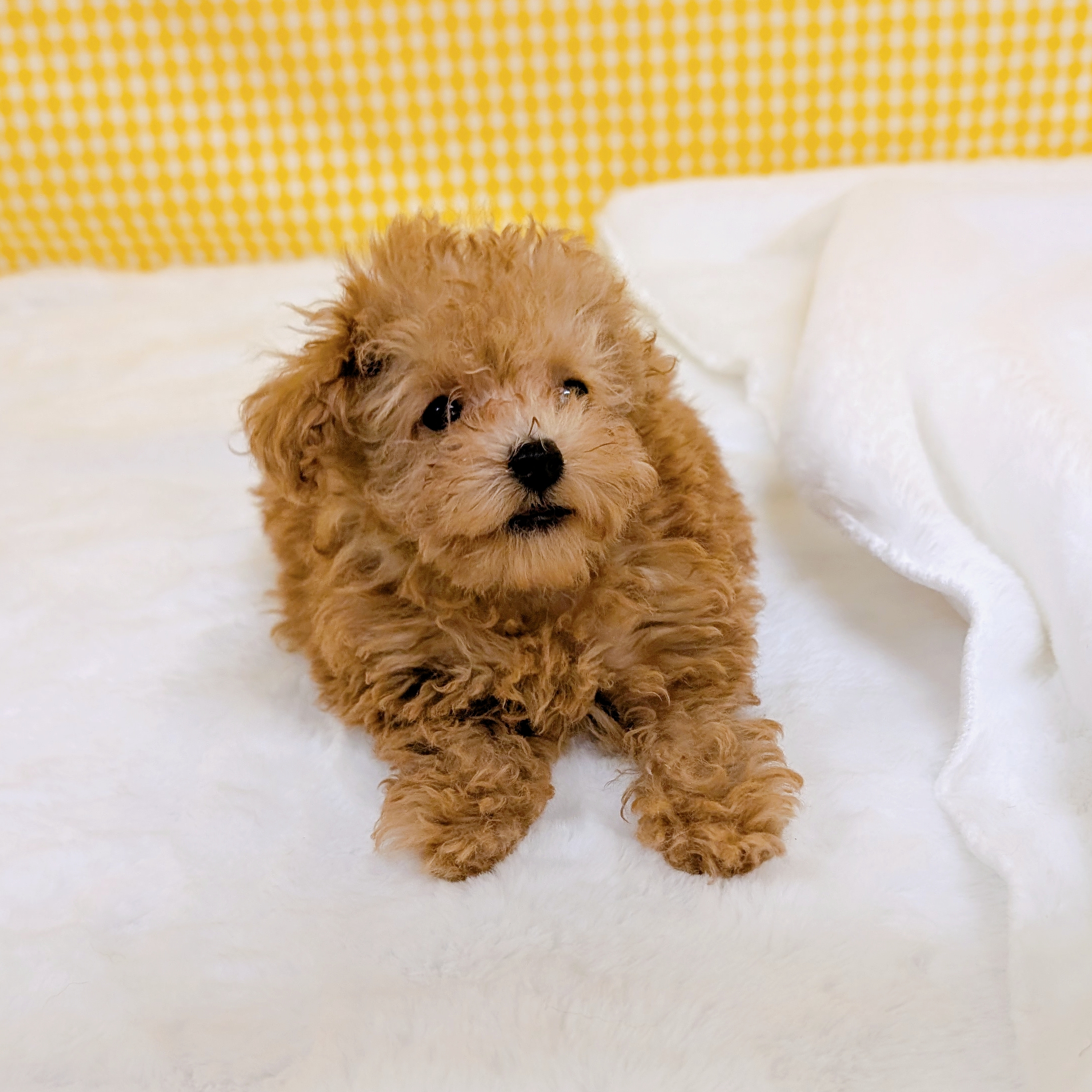 愛知県のトイプードル(タイニー) (犬の家＆猫の里一宮店/2026年3月7日生まれ/女の子/オレンジフォーン)の子犬の2枚目の画像