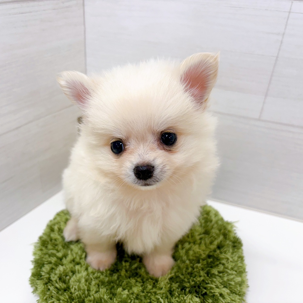 石川県のポメチワ/チワポメ/ポメチー(ポメラニアン×チワワ) (犬の家＆猫の里アミーゴ金沢おこばた店/2026年3月6日生まれ/男の子/クリーム)の子犬の2枚目の画像