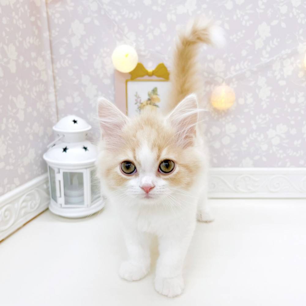 富山県のスコティッシュストレート (犬の家＆猫の里富山店/2026年3月7日生まれ/男の子/クリームタビーホワイト)の子猫の1枚目の画像