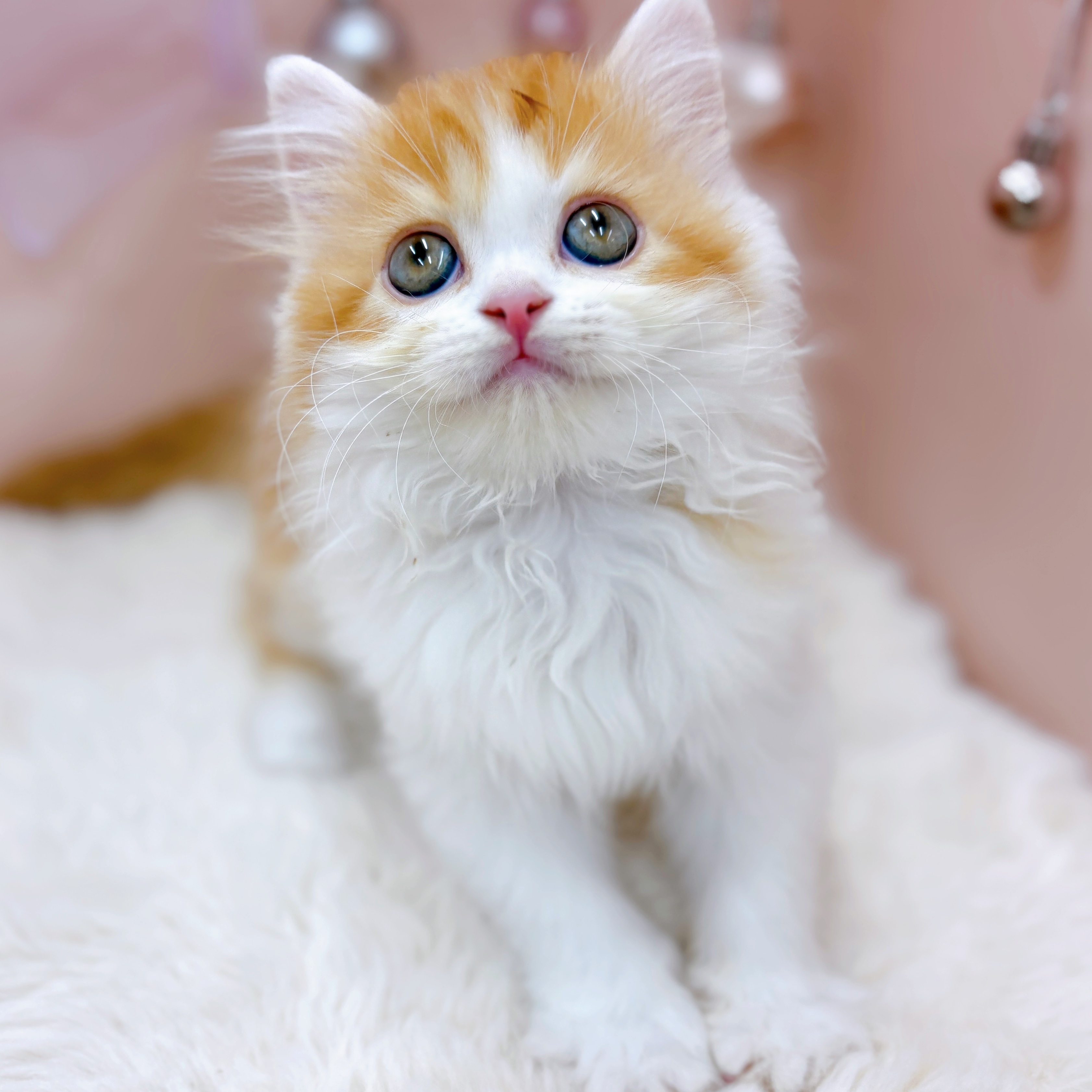 福井県のスコティッシュストレート (犬の家＆猫の里アミーゴ福井大和田店/2026年3月7日生まれ/女の子/レッドタビーホワイト)の子猫の1枚目の画像