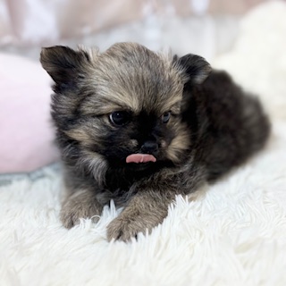 兵庫県のポメチワ/チワポメ/ポメチー(ポメラニアン×チワワ) (犬の家＆猫の里カナート西神戸店/2026年3月7日生まれ/男の子/オレンジ)の子犬の2枚目の画像