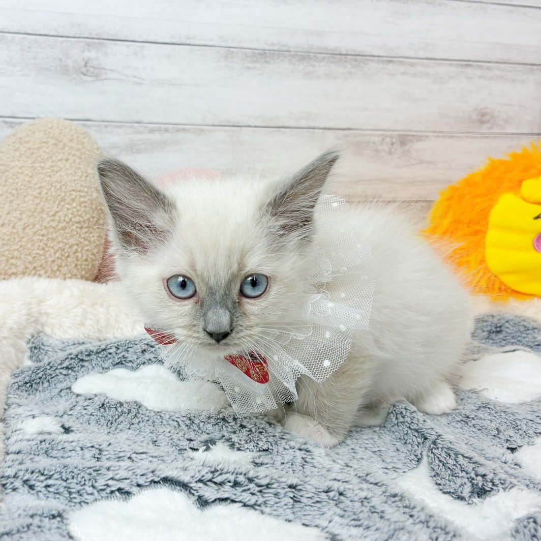 兵庫県のラグドール (犬の家＆猫の里川西店/2026年3月6日生まれ/女の子/ブルーポイントミテッド)の子猫の2枚目の画像