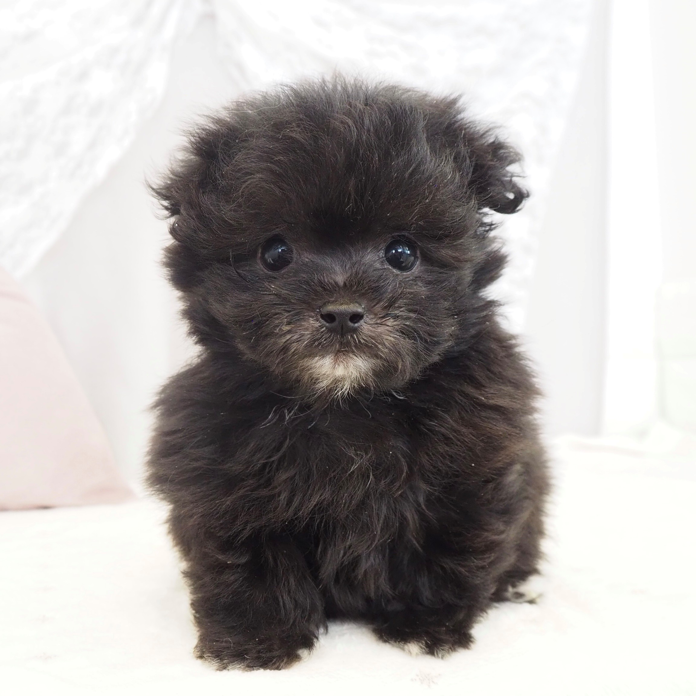 大阪府のポメプー(ポメラニアン×プードル) (犬の家＆猫の里もりのみやキューズモールBASE店/2026年3月6日生まれ/男の子/シルバー)の子犬の1枚目の画像