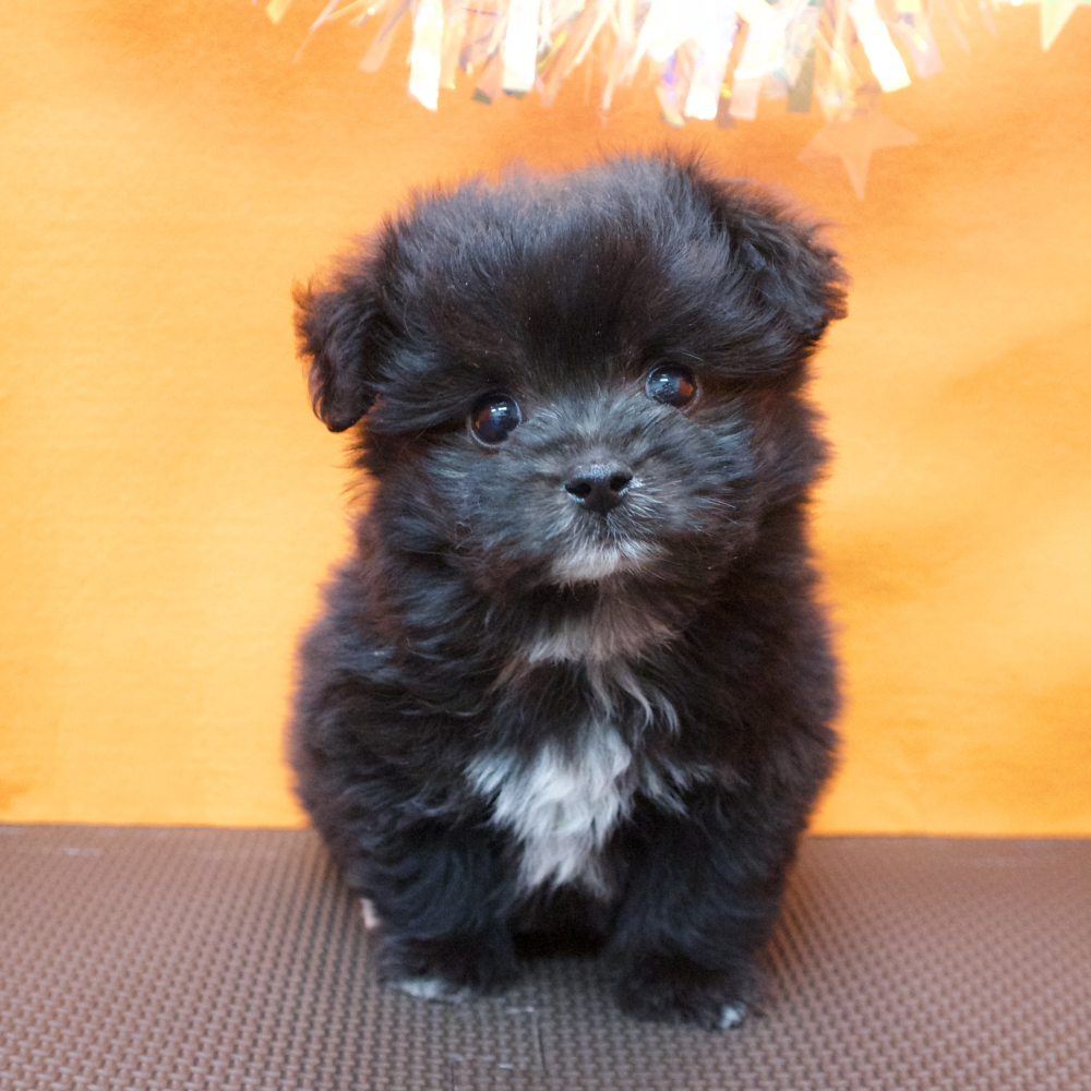 大阪府のポメプー(ポメラニアン×プードル) (犬の家＆猫の里吹田店/2026年3月6日生まれ/男の子/シルバーホワイト)の子犬の1枚目の画像