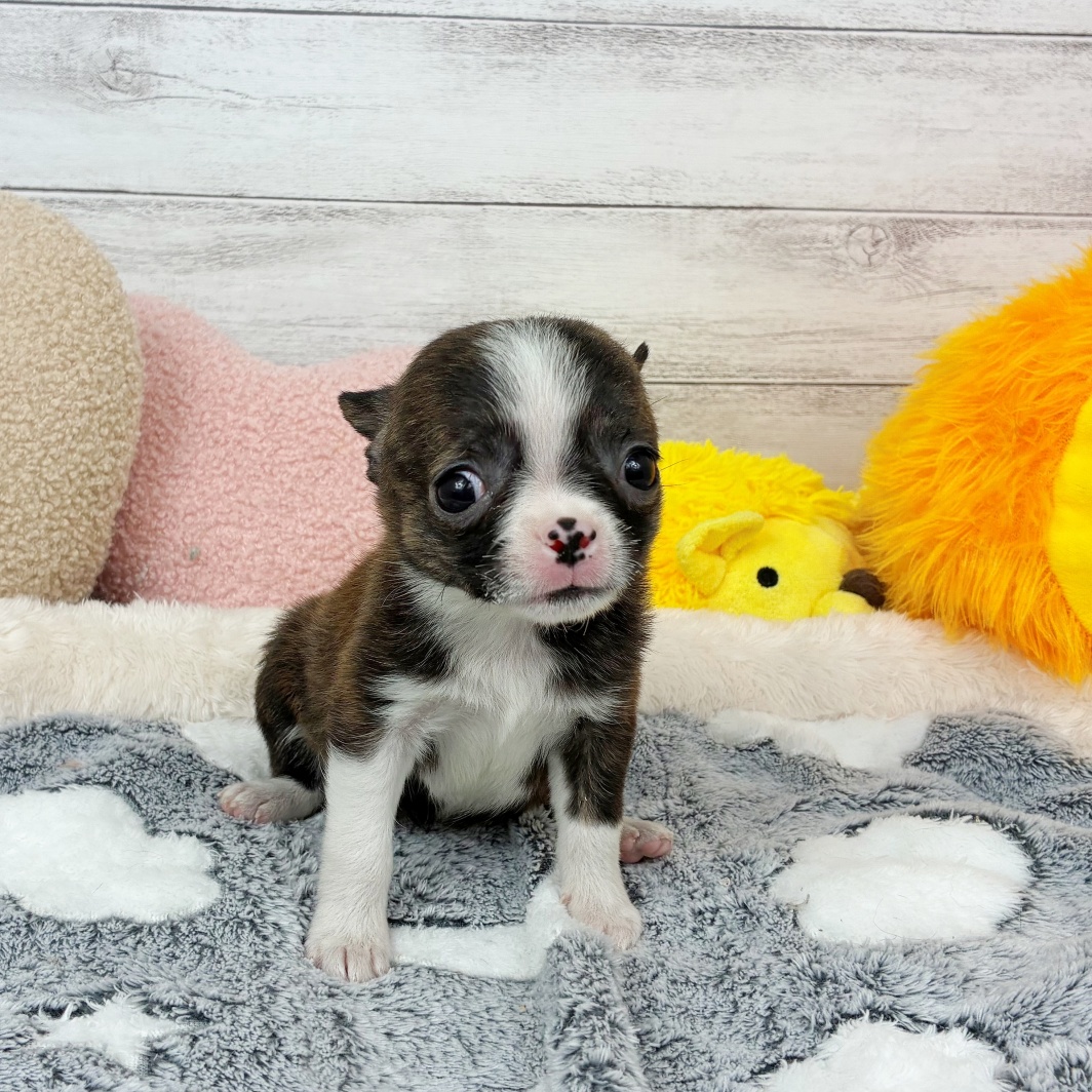 兵庫県のハーフ犬・ミックス犬 (犬の家＆猫の里川西店/2026年3月8日生まれ/女の子/ブリンドルホワイト)の子犬の2枚目の画像