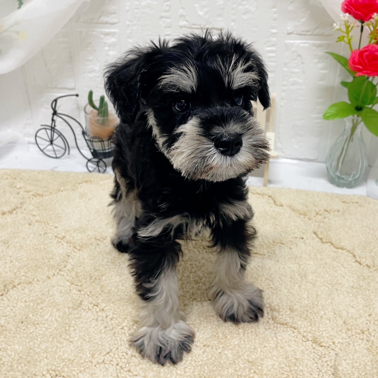 岡山県のミニチュアシュナウザー (犬の家＆猫の里岡山店/2026年3月8日生まれ/男の子/ブラックシルバー)の子犬の2枚目の画像