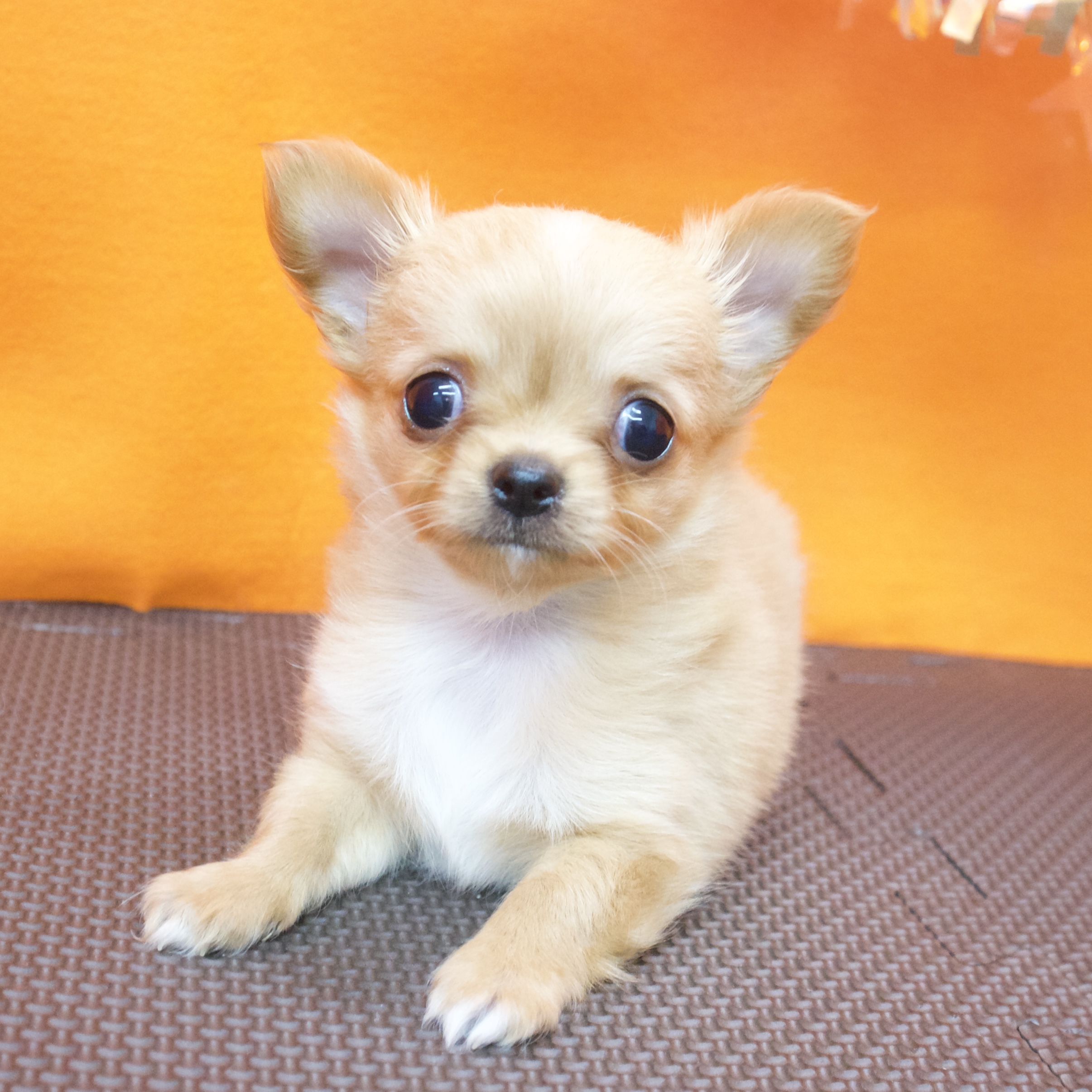 大阪府のチワワ(ロング) (犬の家＆猫の里吹田店/2026年3月6日生まれ/男の子/レッドホワイト)の子犬の2枚目の画像