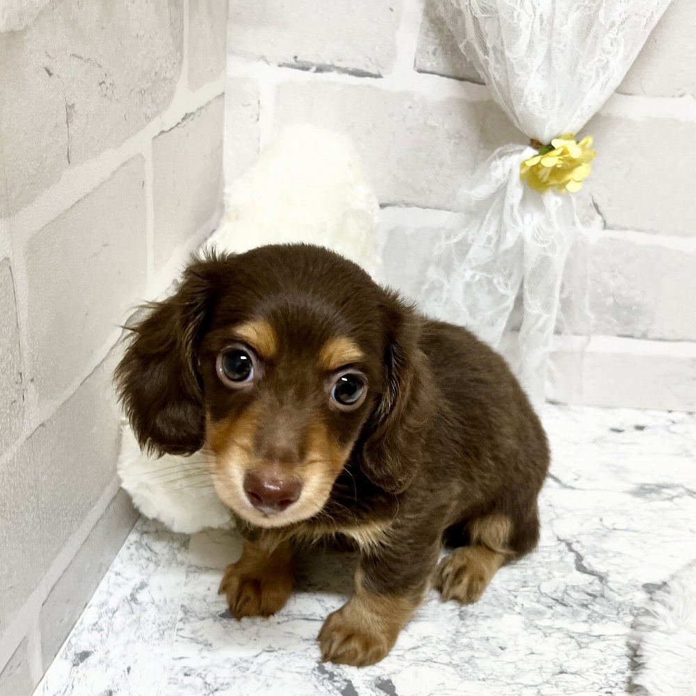京都府のカニンヘンダックスフンド(ロング) (犬の家＆猫の里京都精華店/2026年3月8日生まれ/男の子/チョコレートタン)の子犬の2枚目の画像