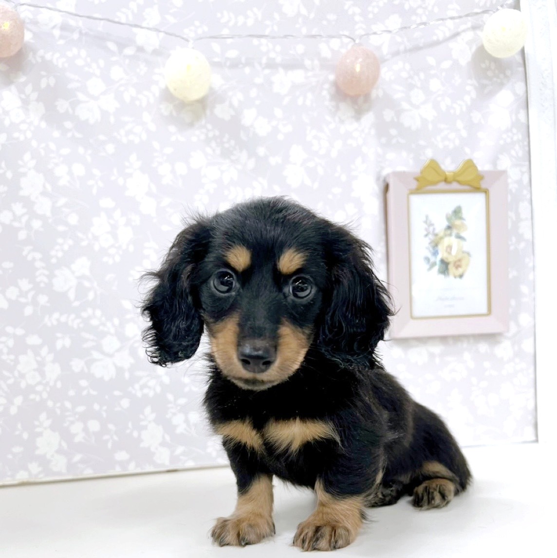富山県のカニンヘンダックスフンド(ロング) (犬の家＆猫の里アミーゴ高岡蓮花寺店/2026年3月8日生まれ/女の子/ブラックイエロー)の子犬の1枚目の画像