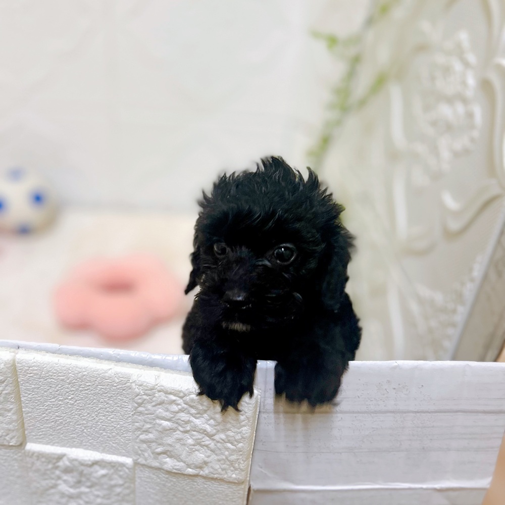 愛知県のコッカプー(アメリカンコッカースパニエル×プードル) (犬の家＆猫の里岡崎店/2026年3月5日生まれ/男の子/ブラック)の子犬の1枚目の画像