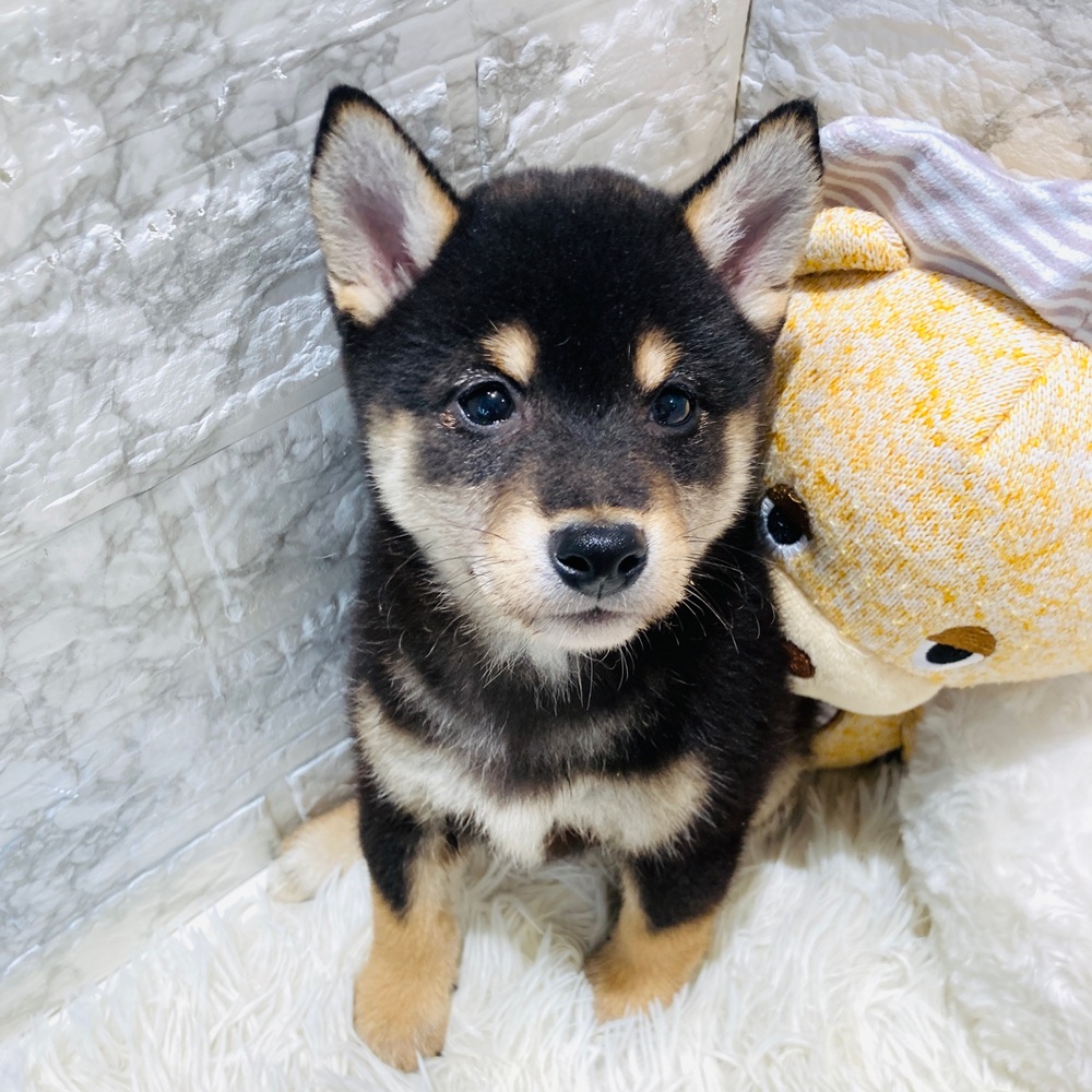愛知県の柴犬(標準サイズ) (犬の家＆猫の里MiO香久山店/2026年3月8日生まれ/男の子/黒)の子犬の2枚目の画像