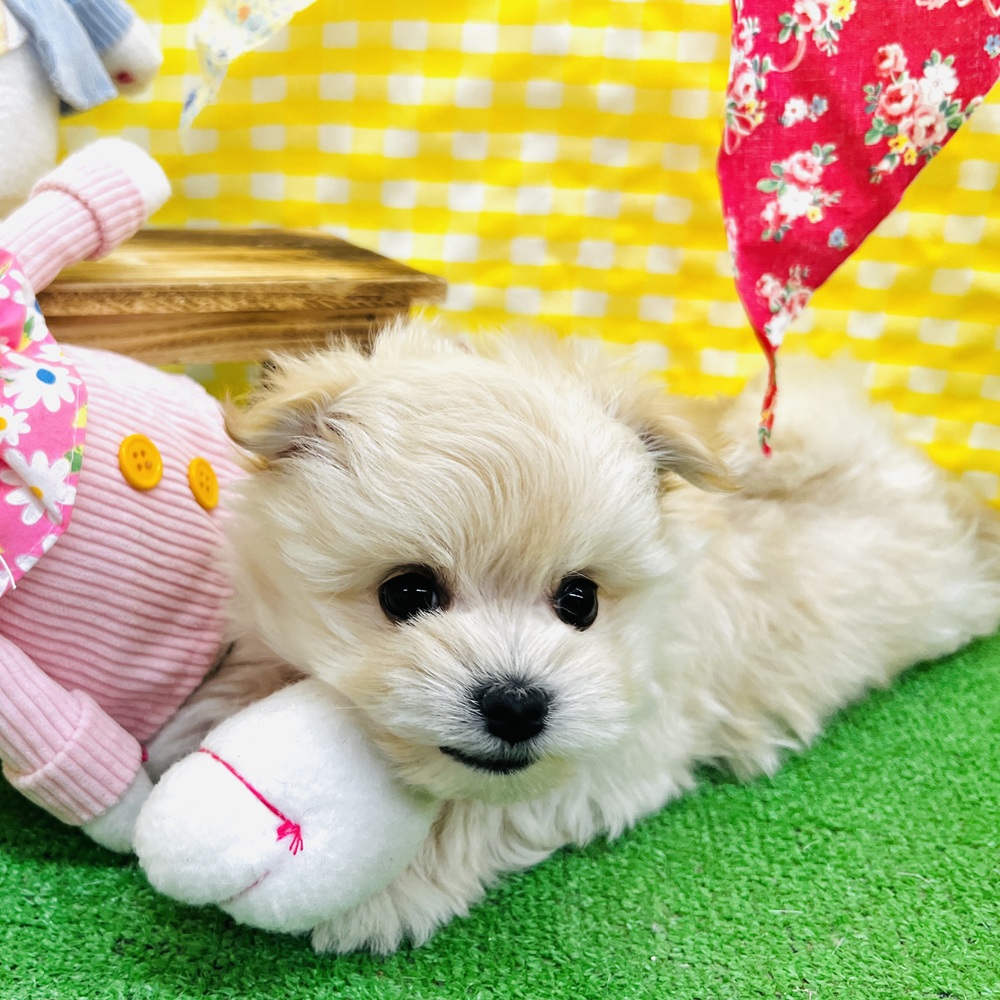 愛知県のポメマル/マルポメ(ポメラニアン×マルチーズ) (犬の家＆猫の里名古屋天白店/2026年3月5日生まれ/男の子/クリーム)の子犬の2枚目の画像