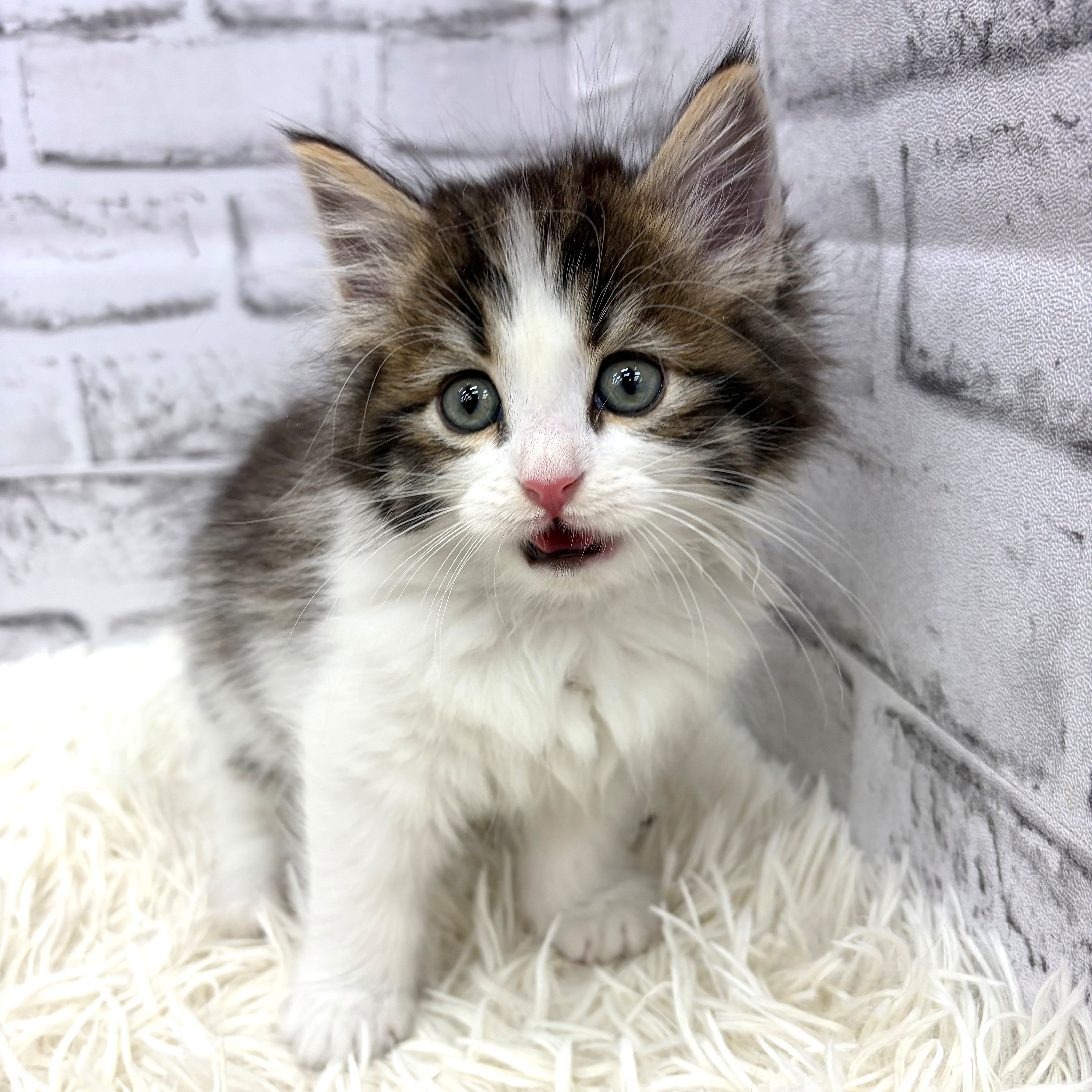 愛知県のノルウェージャンフォレストキャット (犬の家＆猫の里MEGAドン・キホーテ東海名和店/2026年3月8日生まれ/男の子/ブラウンタビーホワイト)の子猫の2枚目の画像