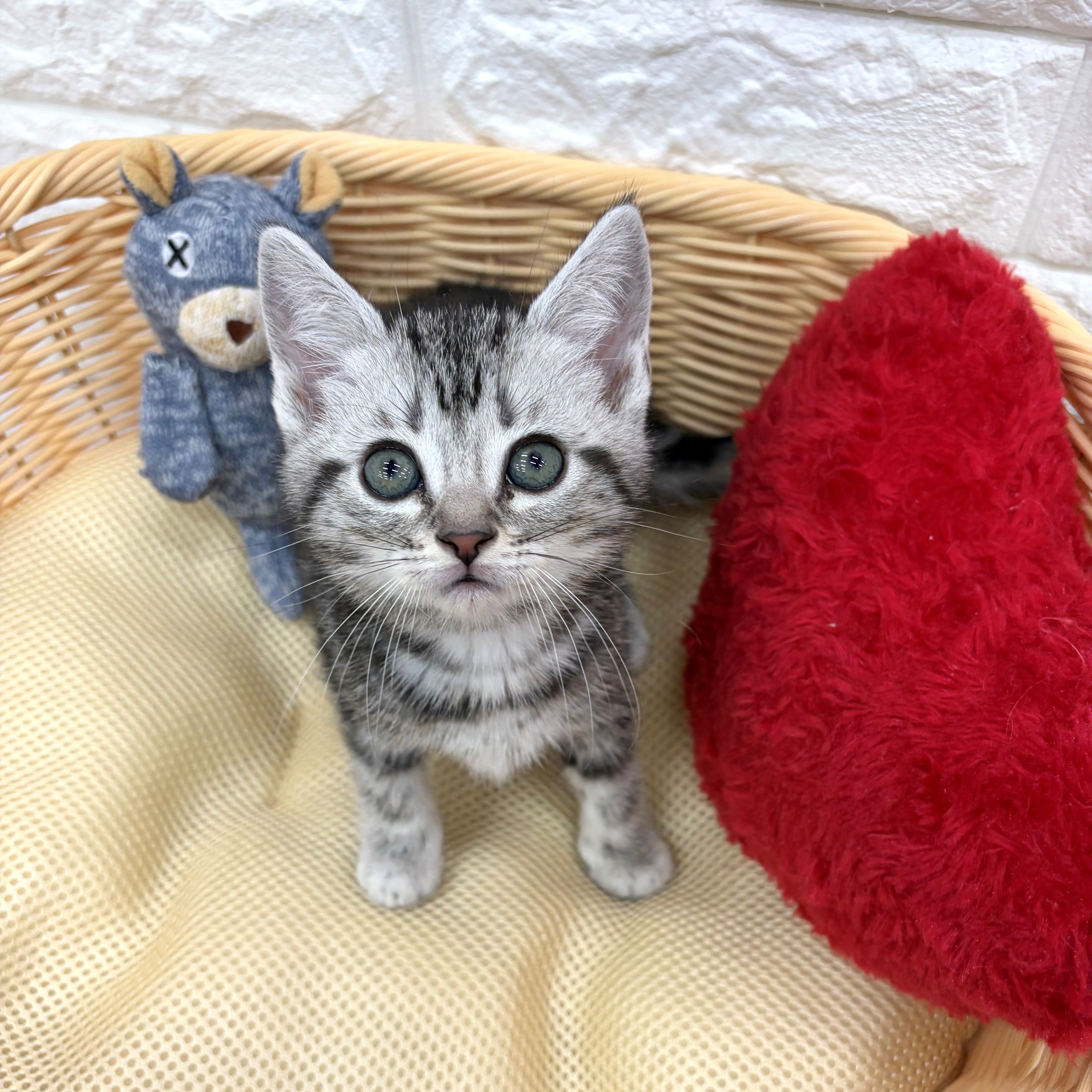 愛知県のアメリカンショートヘアー (犬の家＆猫の里MEGAドン・キホーテ東海名和店/2026年3月8日生まれ/女の子/シルバータビー)の子猫の2枚目の画像