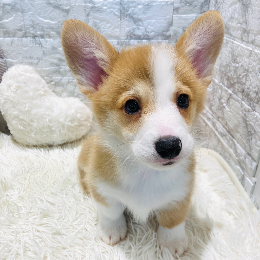 愛知県のウェルシュコーギーペンブローク (犬の家＆猫の里MiO香久山店/2026年3月5日生まれ/男の子/レッドホワイト)の子犬の2枚目の画像