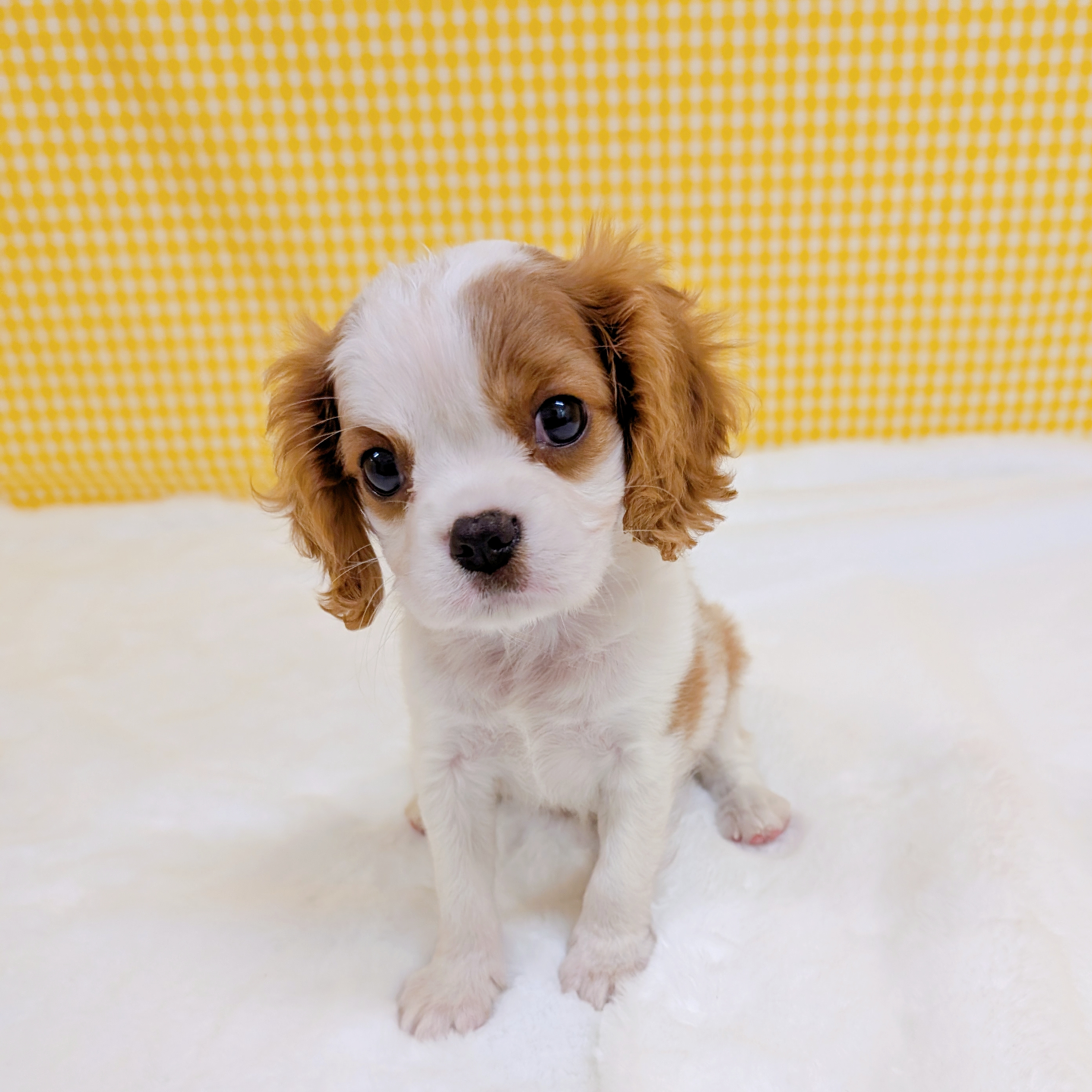愛知県のキャバリアキングチャールズスパニエル (犬の家＆猫の里一宮店/2026年3月8日生まれ/女の子/ブレンハイム)の子犬の2枚目の画像