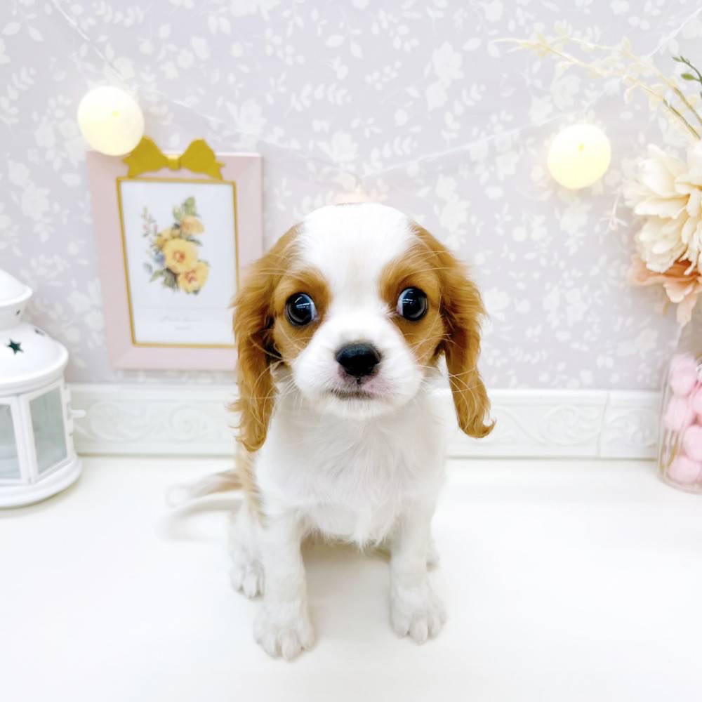 富山県のキャバリアキングチャールズスパニエル (犬の家＆猫の里富山店/2026年3月7日生まれ/女の子/ブレンハイム)の子犬の1枚目の画像