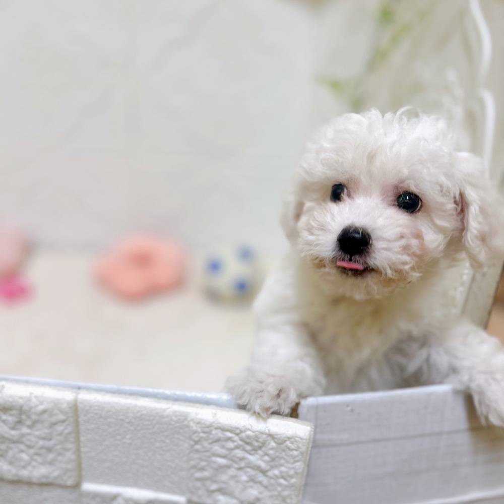 愛知県のビションフリーゼ (犬の家＆猫の里岡崎店/2026年3月2日生まれ/女の子/ホワイト)の子犬の2枚目の画像