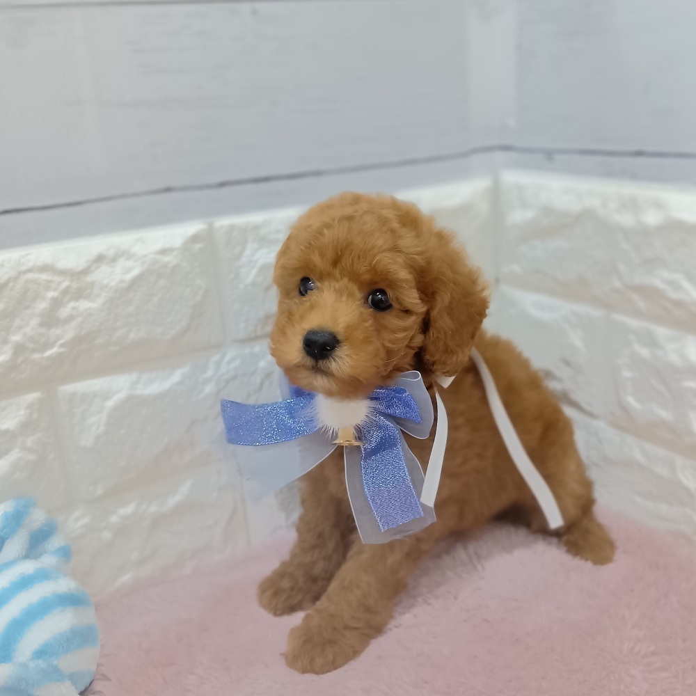 静岡県のトイプードル(トイ) (犬の家＆猫の里アミーゴ浜松和田店/2026年3月9日生まれ/男の子/レッド)の子犬の2枚目の画像