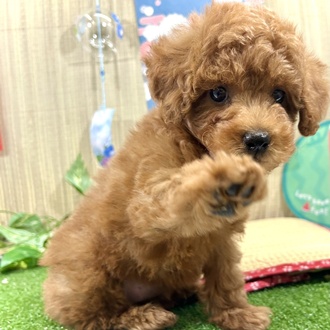 神奈川県のトイプードル(トイ) (犬の家＆猫の里小田原店/2026年3月9日生まれ/女の子/レッド)の子犬の1枚目の画像