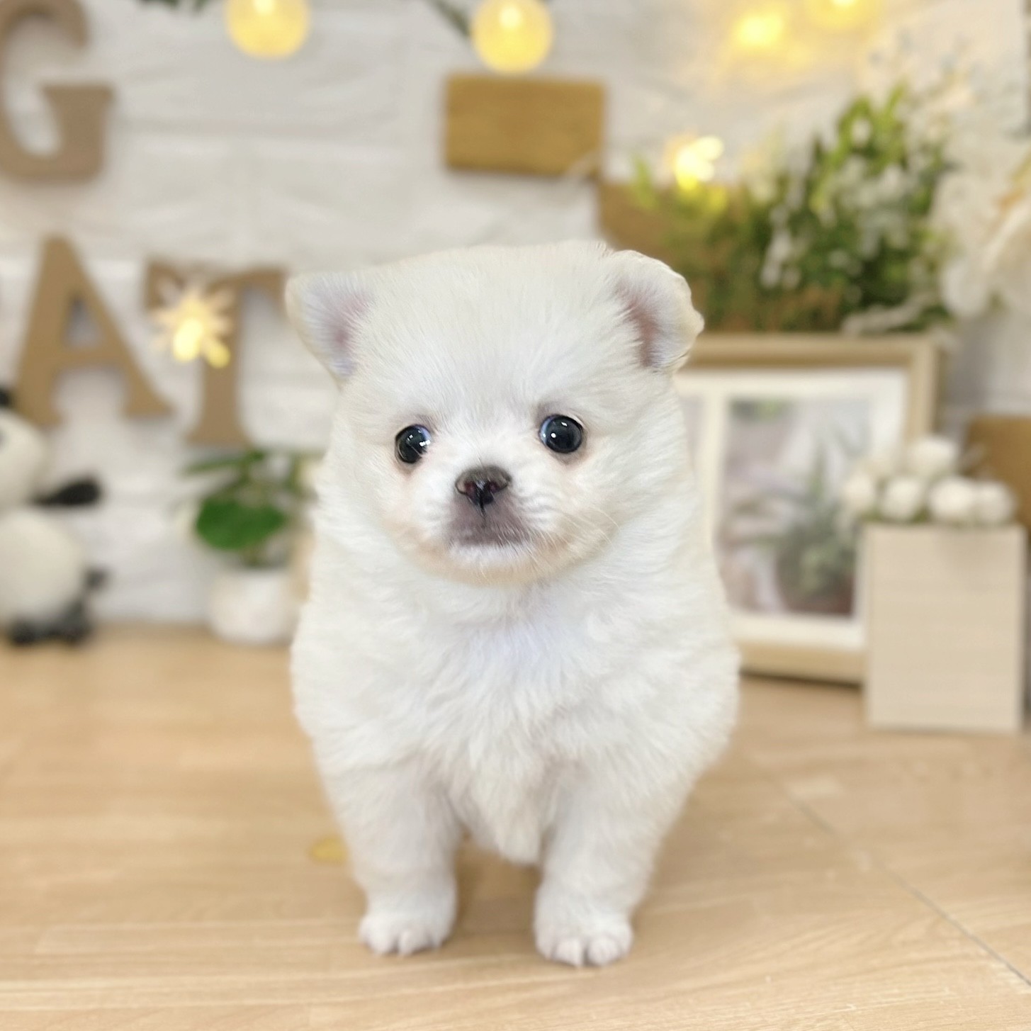 千葉県のポメチワ/チワポメ/ポメチー(ポメラニアン×チワワ) (犬の家＆猫の里ワンズモール稲毛店/2026年3月9日生まれ/男の子/クリーム)の子犬の1枚目の画像