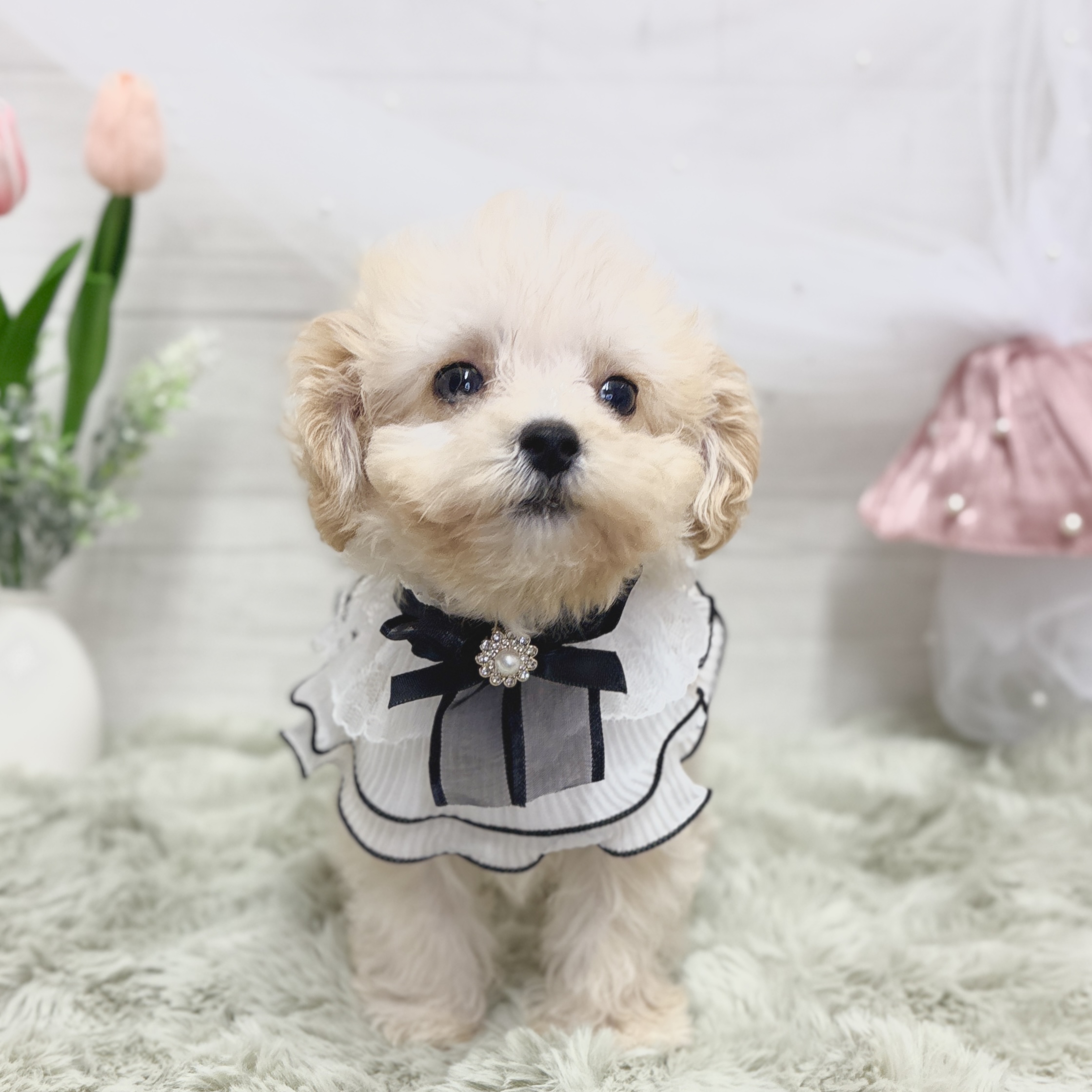 神奈川県のマルプー(マルチーズ×プードル) (犬の家＆猫の里相模原店/2026年3月9日生まれ/男の子/アプリコット)の子犬の2枚目の画像