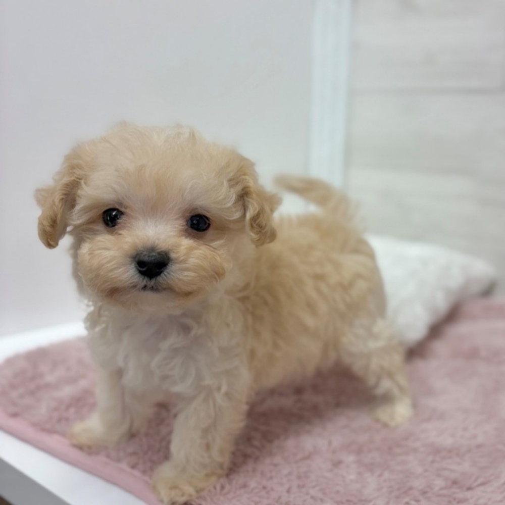 神奈川県のマルプー(マルチーズ×プードル) (犬の家＆猫の里相模原店/2026年3月9日生まれ/男の子/アプリコット)の子犬の2枚目の画像
