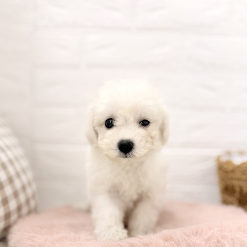 愛知県のビションフリーゼ (犬の家＆猫の里豊川インター店/2026年3月9日生まれ/女の子/ホワイト)の子犬の1枚目の画像