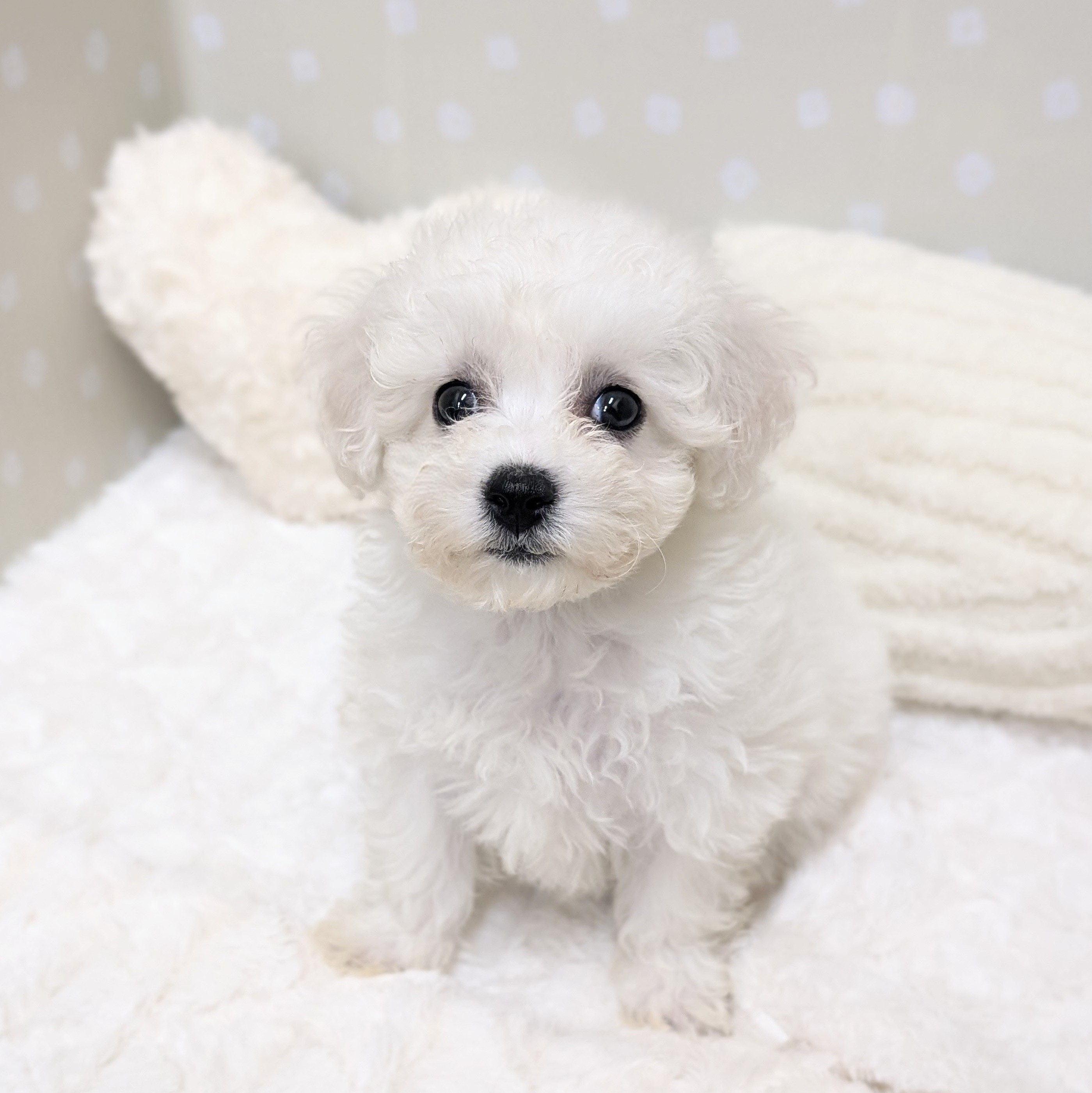 愛知県のビションフリーゼ (犬の家＆猫の里安城店/2026年3月9日生まれ/女の子/ホワイト)の子犬の1枚目の画像