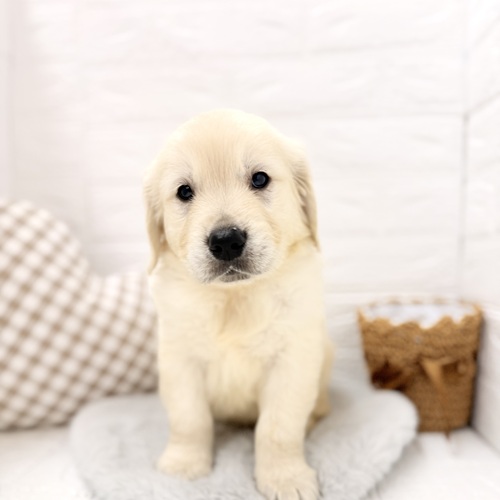 愛知県のゴールデンレトリバー (犬の家＆猫の里豊川インター店/2026年3月9日生まれ/男の子/ゴールデン)の子犬の1枚目の画像