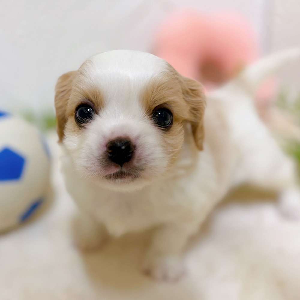 愛知県のハーフ犬・ミックス犬 (犬の家＆猫の里岡崎店/2026年3月8日生まれ/男の子/クリームホワイト)の子犬の2枚目の画像