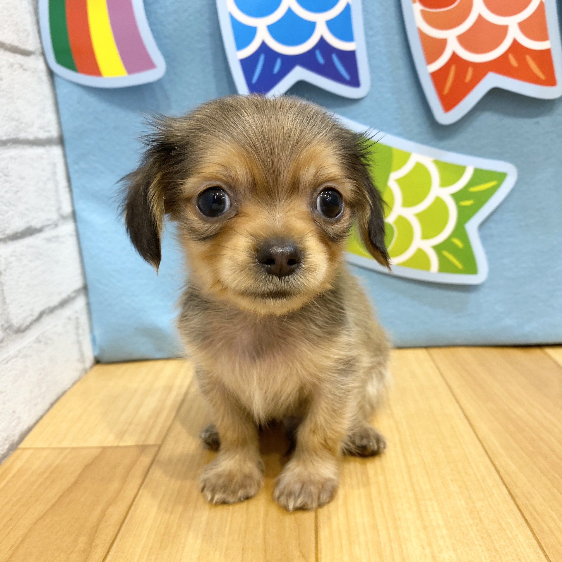 長野県のチワックス(チワワ×ダックス) (犬の家＆猫の里カインズ梓川店/2026年3月7日生まれ/男の子/レッド)の子犬の2枚目の画像