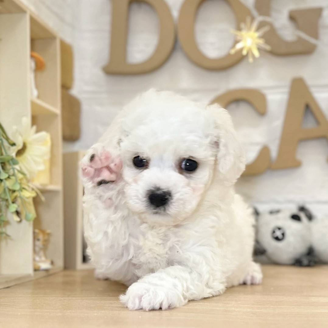 千葉県のビションフリーゼ (犬の家＆猫の里ワンズモール稲毛店/2026年3月9日生まれ/男の子/ホワイト)の子犬の1枚目の画像