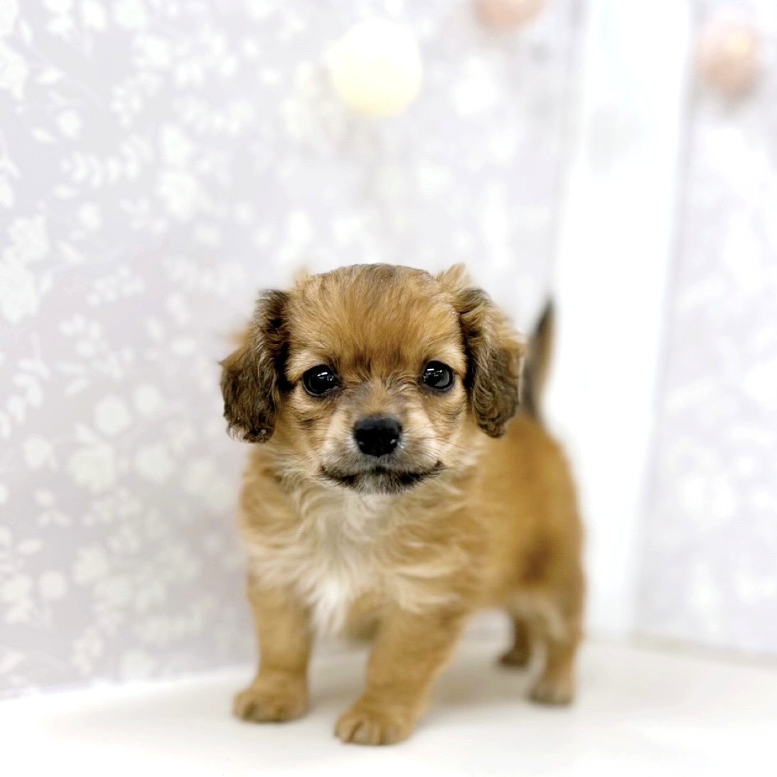 富山県のチワックス(チワワ×ダックス) (犬の家＆猫の里アミーゴ高岡蓮花寺店/2026年3月7日生まれ/男の子/レッド)の子犬