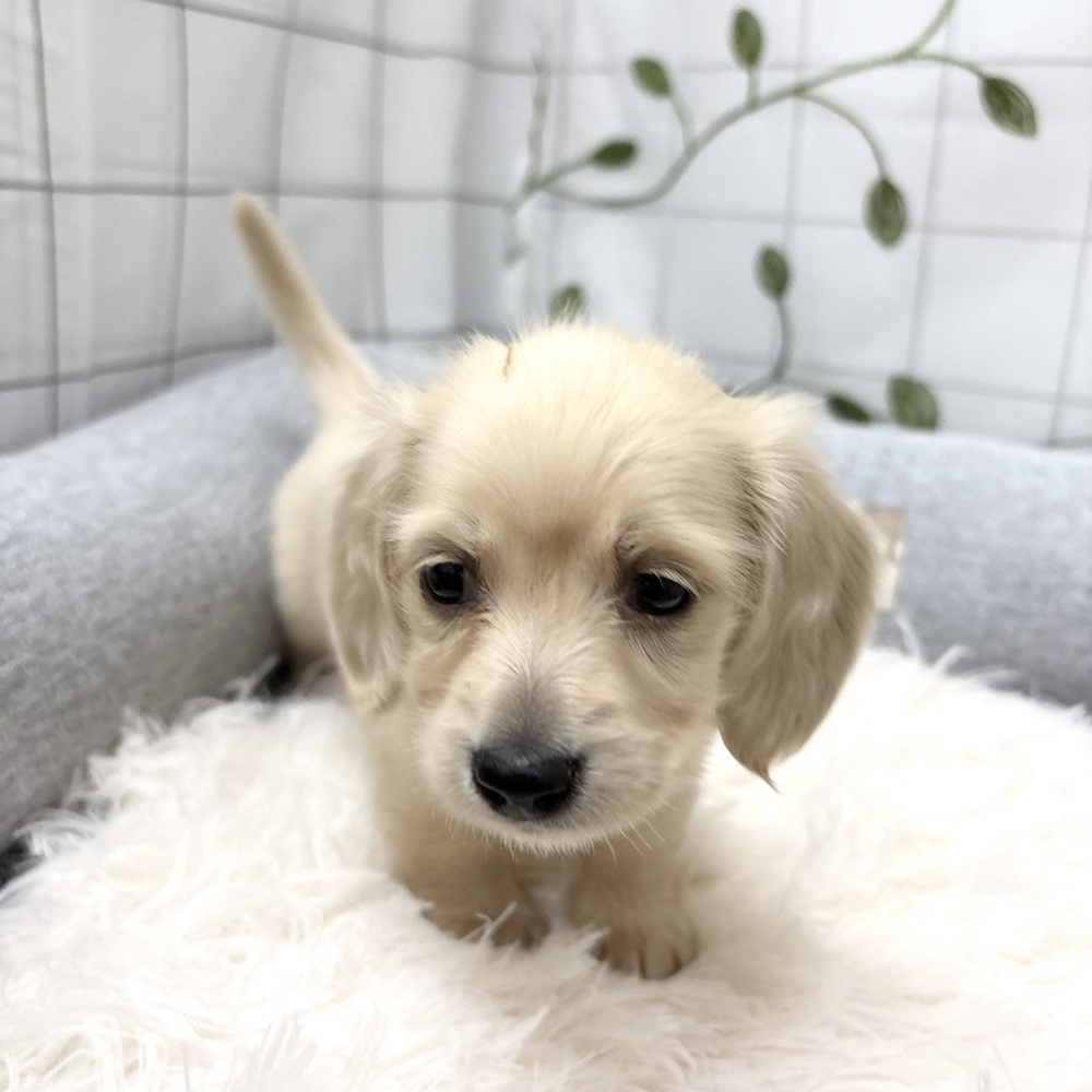 長野県のミニチュアダックスフンド(ロング) (犬の家＆猫の里塩尻店/2026年3月9日生まれ/女の子/イエロー)の子犬の2枚目の画像