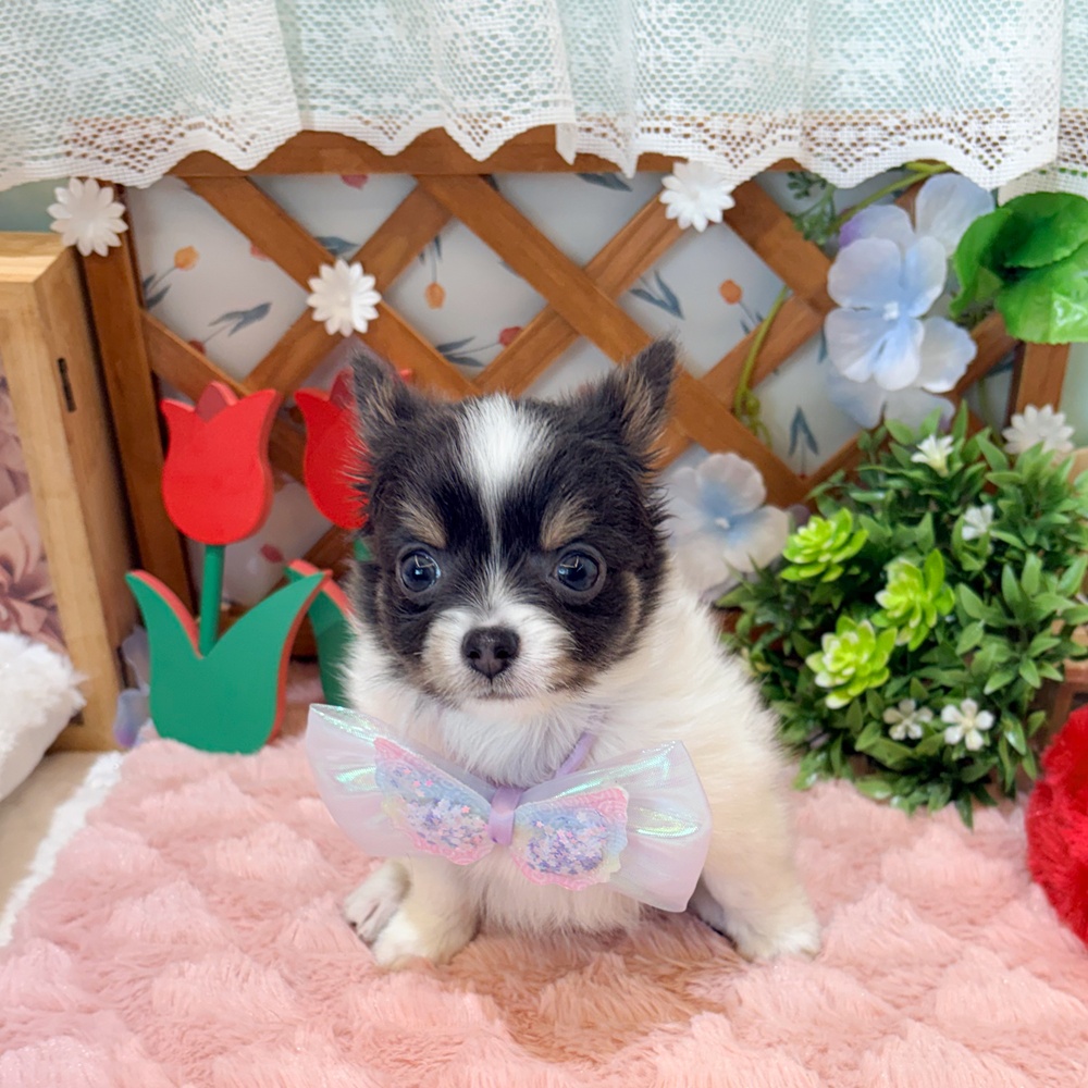 静岡県のチワワ(ロング) (犬の家＆猫の里富士店/2026年3月10日生まれ/男の子/ブルータンホワイト)の子犬の1枚目の画像