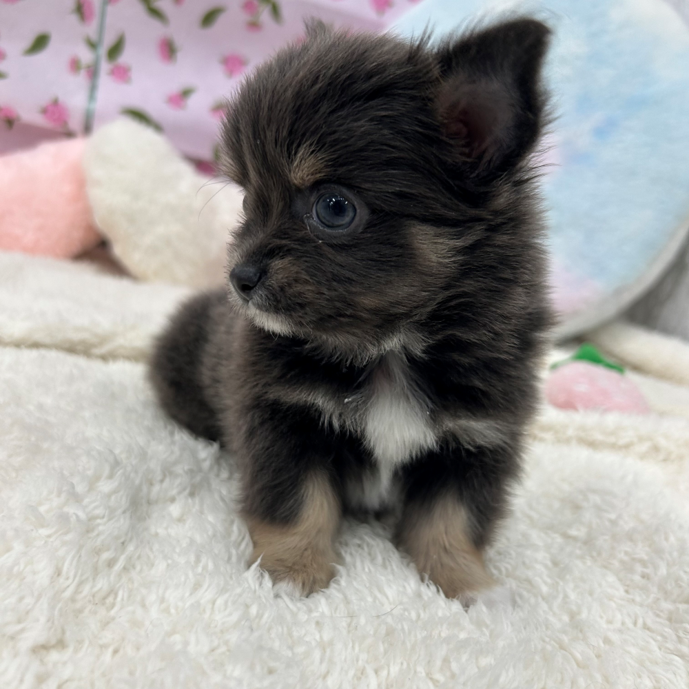 愛知県のチワワ(ロング) (犬の家＆猫の里エアポートウォーク店/2026年3月10日生まれ/男の子/ブルータンホワイト)の子犬の1枚目の画像