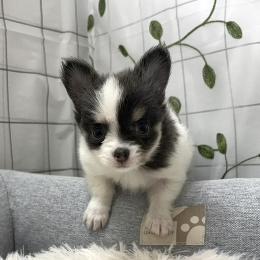 長野県のチワワ(ロング) (犬の家＆猫の里塩尻店/2026年3月10日生まれ/女の子/ブルータンホワイト)の子犬の1枚目の画像