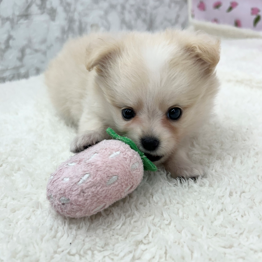 愛知県のポメチワ/チワポメ/ポメチー(ポメラニアン×チワワ) (犬の家＆猫の里エアポートウォーク店/2026年3月10日生まれ/女の子/クリーム)の子犬の2枚目の画像
