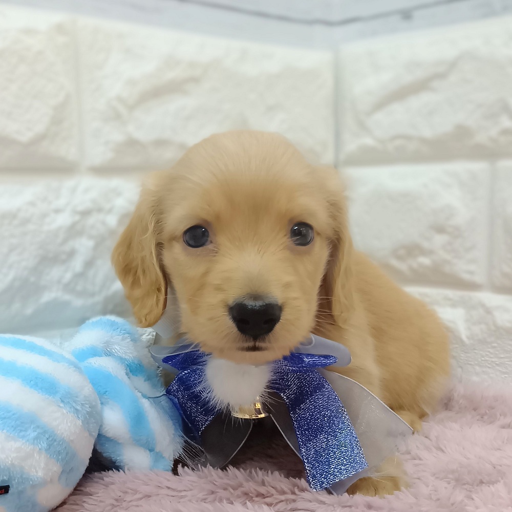 静岡県のミニチュアダックスフンド(ロング) (犬の家＆猫の里アミーゴ浜松和田店/2026年3月10日生まれ/男の子/クリアレッド)の子犬の2枚目の画像