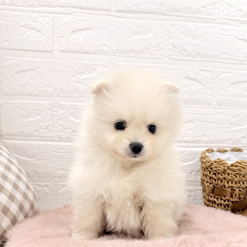 愛知県のポメラニアン (犬の家＆猫の里豊川インター店/2026年3月9日生まれ/女の子/クリーム)の子犬の1枚目の画像