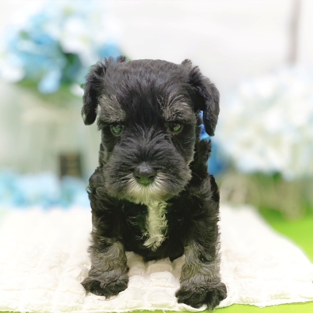 静岡県のミニチュアシュナウザー (犬の家＆猫の里藤枝店/2026年3月9日生まれ/男の子/ブラックシルバー)の子犬の2枚目の画像