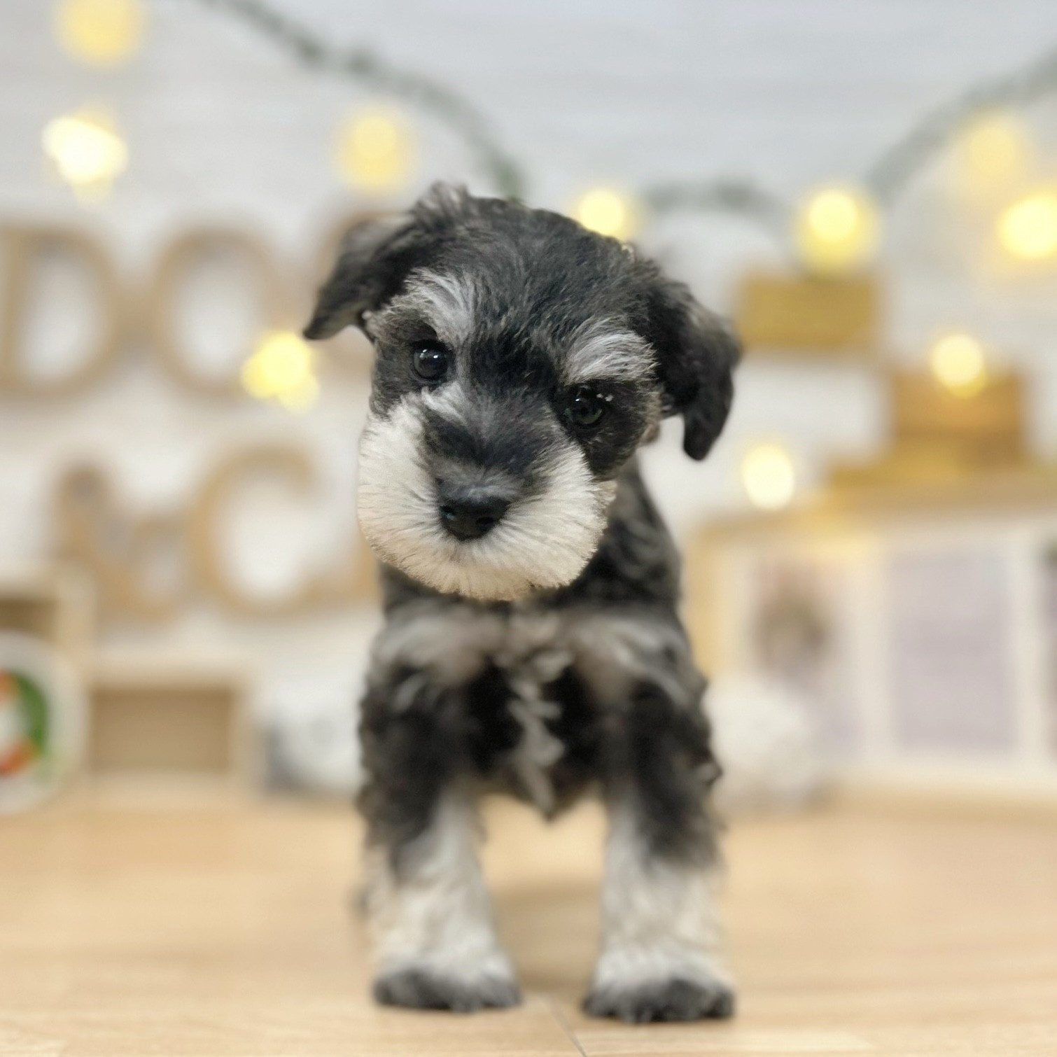 千葉県のミニチュアシュナウザー (犬の家＆猫の里ワンズモール稲毛店/2026年3月9日生まれ/男の子/ソルトペッパー)の子犬の1枚目の画像
