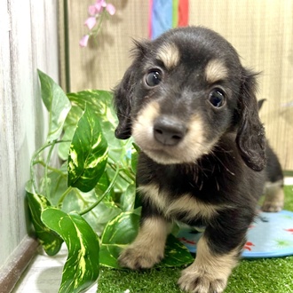 神奈川県のミニチュアダックスフンド(ロング) (犬の家＆猫の里小田原店/2026年3月9日生まれ/男の子/ブラックイエロー)の子犬の1枚目の画像
