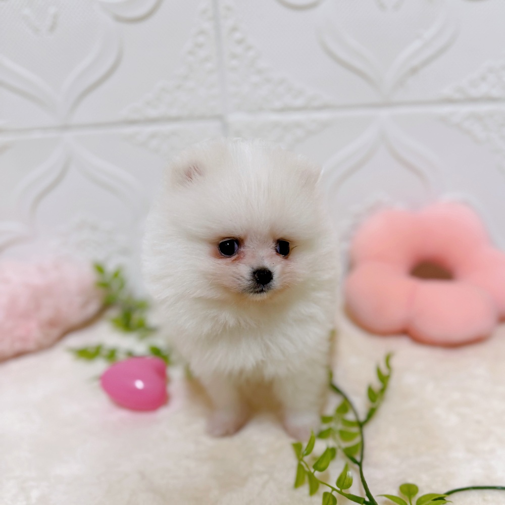 愛知県のポメラニアン (犬の家＆猫の里岡崎店/2026年3月10日生まれ/女の子/ホワイト)の子犬の2枚目の画像